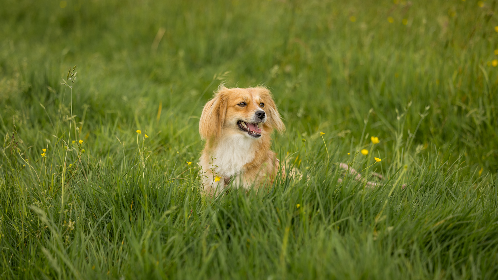 Mensch-Tier-Bindung Fotografie
